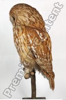 Tawny owl - Strix aluco 0015